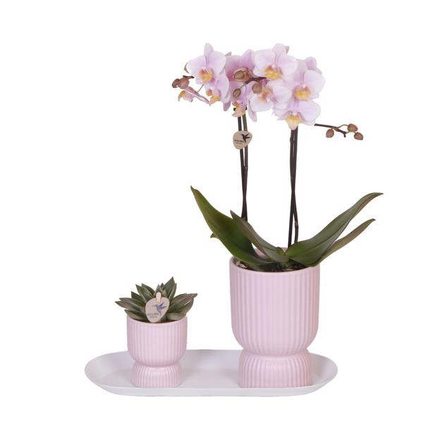Romantische Plantenset – Prachtige Orchidee en Rhipsalis in Roze Sierpotten