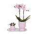 Romantische Plantenset – Prachtige Orchidee en Rhipsalis in Roze Sierpotten
