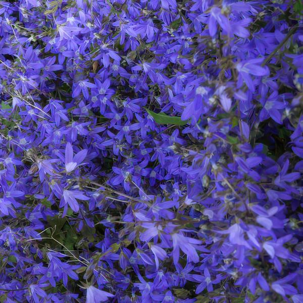 Campanula poscharskyana &