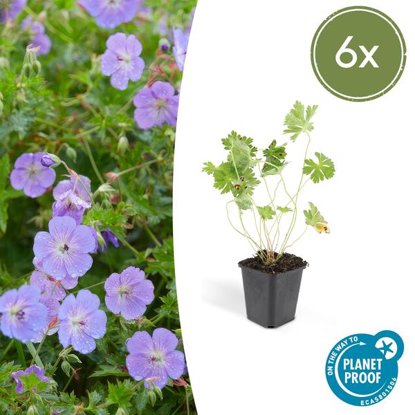 Geranium Rozanne - ↕10-25cm - Ø9cm - 6x