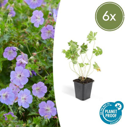Geranium Rozanne - ↕10-25cm - Ø9cm - 6x