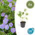 Geranium Rozanne - ↕10-25cm - Ø9cm - 6x