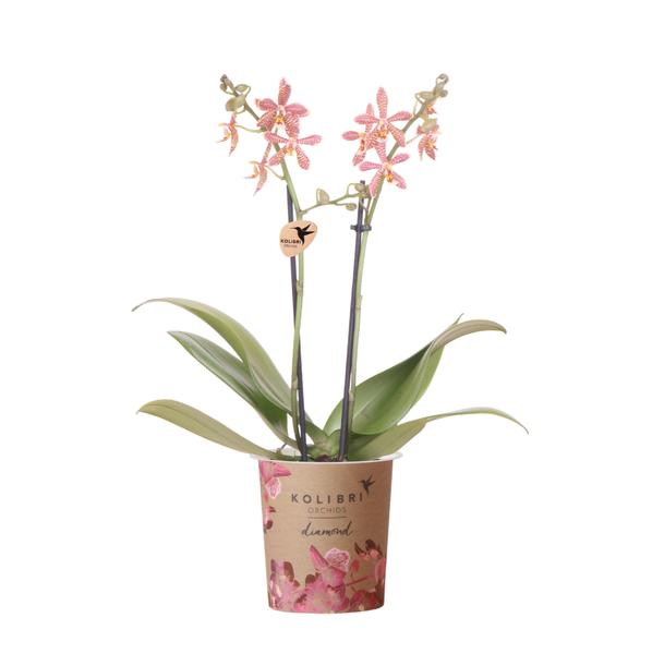 Spider oranje Phalaenopsis orchidee
