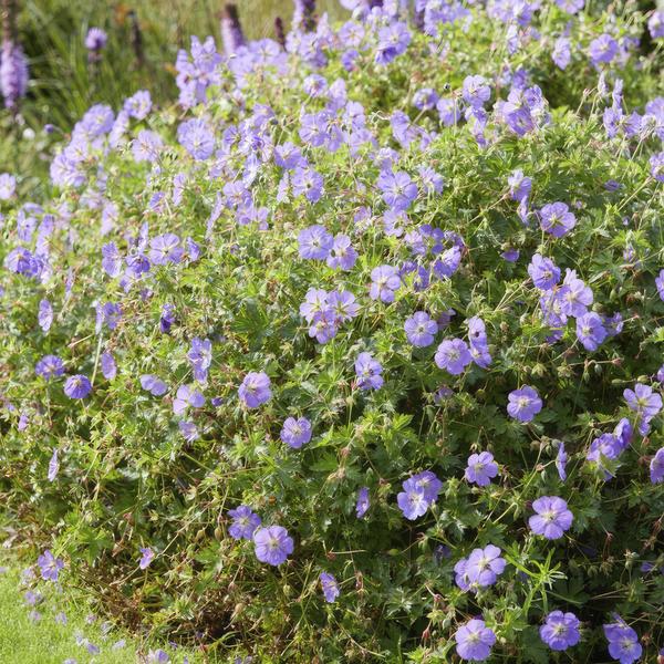 Geranium Rozanne - ↕10-25cm - Ø9cm - 6x