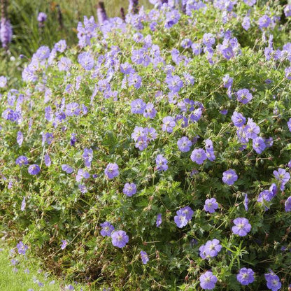 Geranium Rozanne - ↕10-25cm - Ø9cm - 6x
