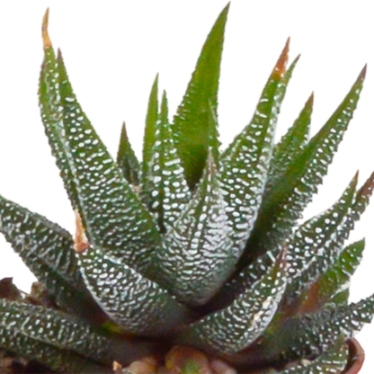 Gasteria/Haworthia mix 5,5cm - zonder pot - 5x