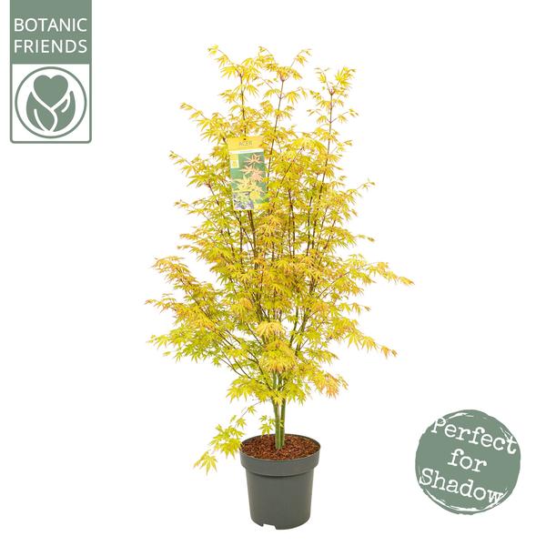 Acer Palm. &