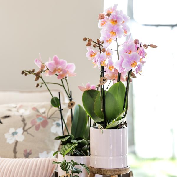 Pastel pot white 9 cm