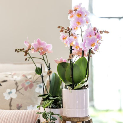 Pastel pot white 9 cm