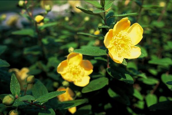 Hypericum dummeri &