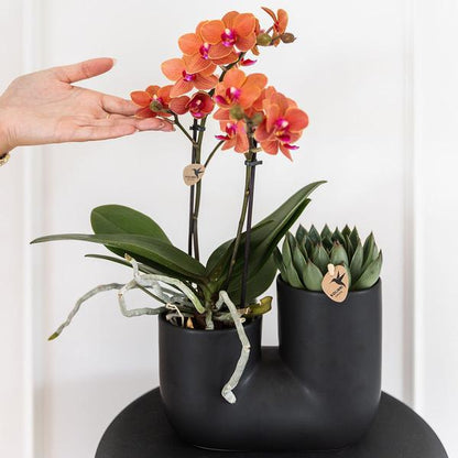 Oranje Orchidee Bolzano &amp; Succulent in Tube sierpot black
