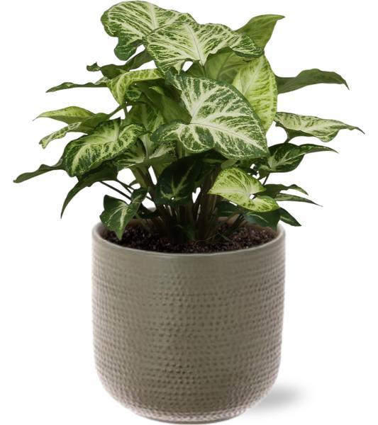 Syngonium Arrow - Ø12cm - ↕25cm + Aresso Pot D13x12,5cm - Grijs Groen