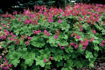 Geranium macr. &