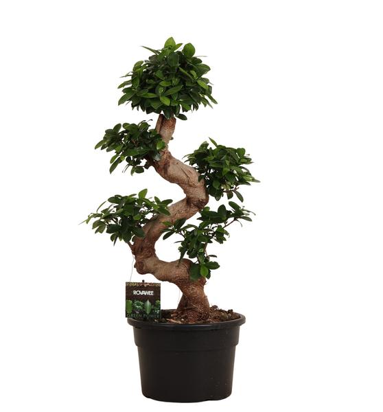 Ficus Microcarpa Ginseng – 80 cm – Ø23 cm