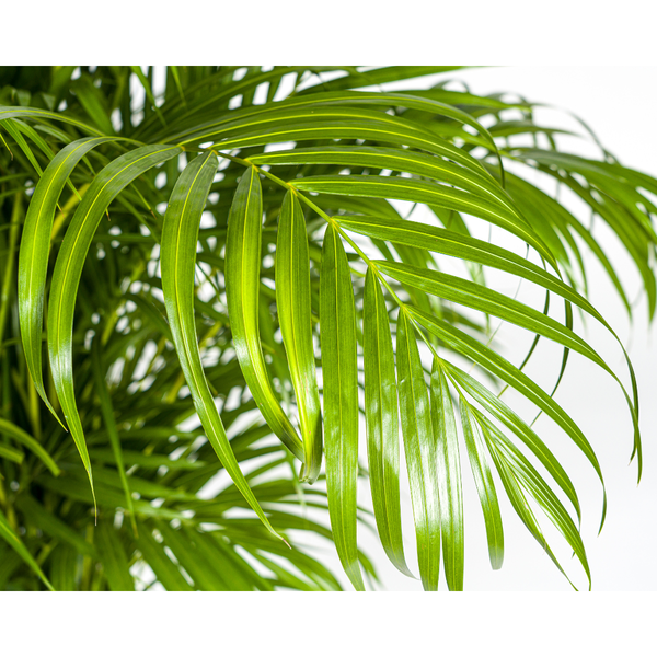 Dypsis lutescens Ø27cm - ↕160cm