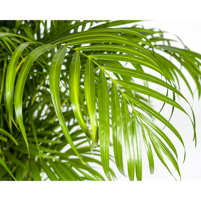 Dypsis lutescens Ø27cm - ↕160cm
