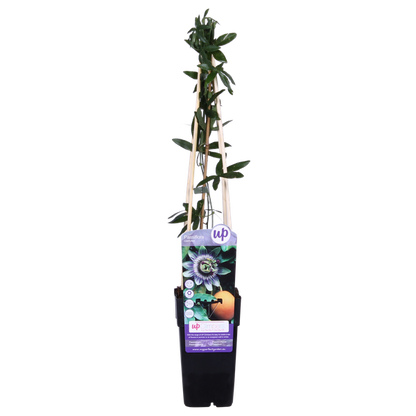 Passiflora Blauw caerulea - Ø15cm - ↕65cm
