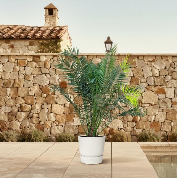 Phoenix Canariensis – 300 cm – ø40