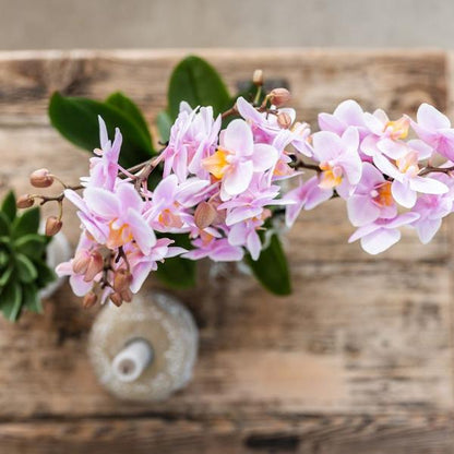 Romantische Plantenset – Prachtige Orchidee en Rhipsalis in Roze Sierpotten