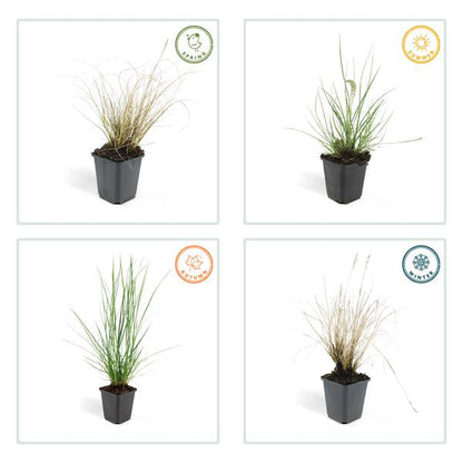 Pennisetum alopecuroides &