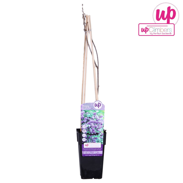 Wisteria sinensis &
