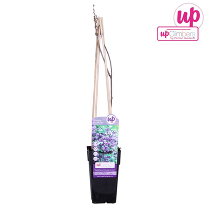 Wisteria sinensis &