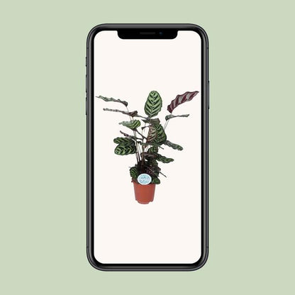 Calathea Makoyana