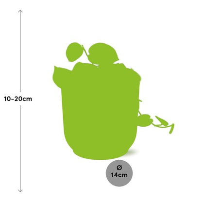 Scindapsus Pictus &