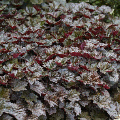 Heuchera mic. &