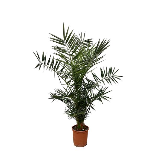 Phoenix Canariensis – 130 cm – ø20