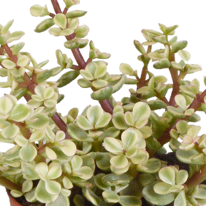 Crassula mix 8.5 cm - 3x - in Mexicaanse pot