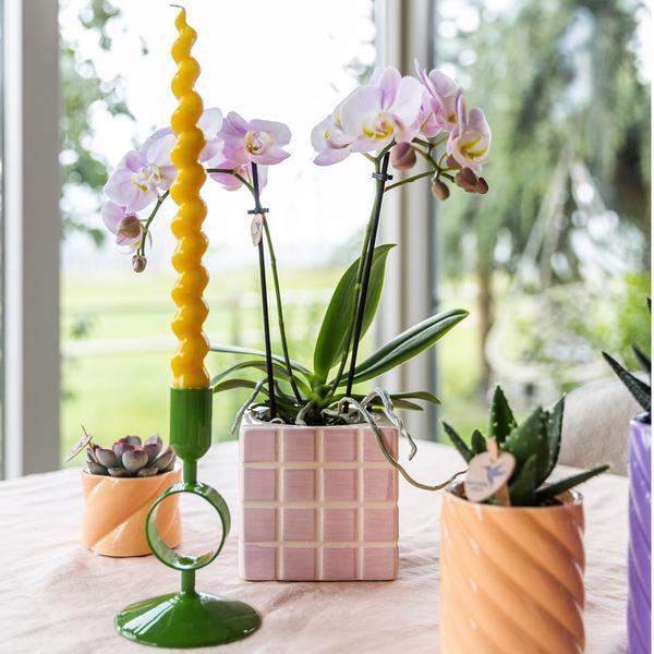 Kolibri Orchids | pink phalaenopsis orchid Portugal + Mosa decorative pot pink - pot size Ø9cm | flowering houseplant - fresh from the grower