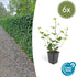 Hedera Hibernica - ↕10-25cm - Ø9cm - 6x