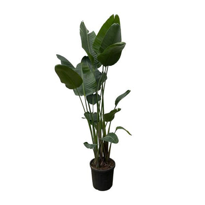 Strelitzia Nicolai XXL