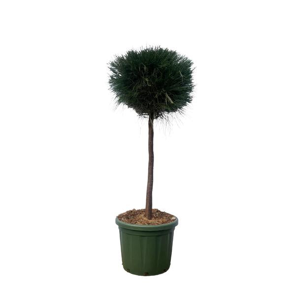 Pinaceae - Pinus Cesarerina