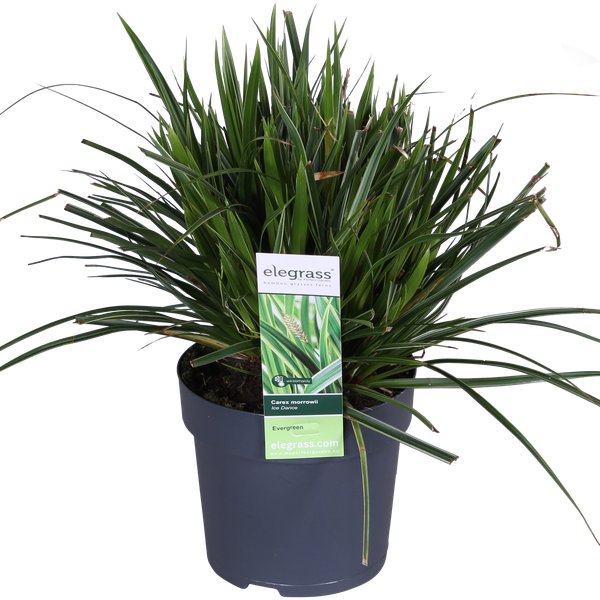 Carex morrowii &