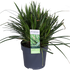 Carex morrowii &