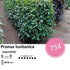 Prunus lusitanica `Angustifolia`- ↕30-50cm - blote wortel - 75x