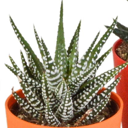 Gasteria/Haworthia mix 5,5cm - 5x - in gekleurde plasticpot