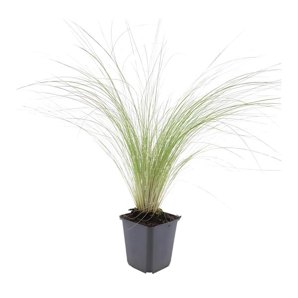 Stipa tenuissima &