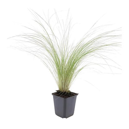 Stipa tenuissima &