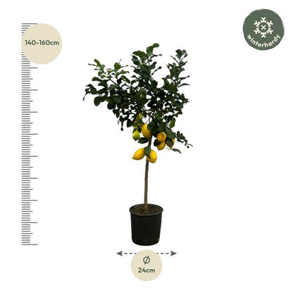 Citrus Lemon -  Citroenboom