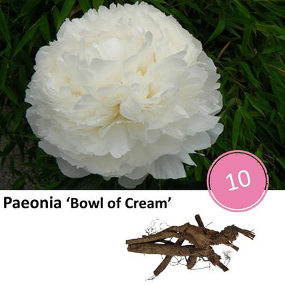 Paeonia &