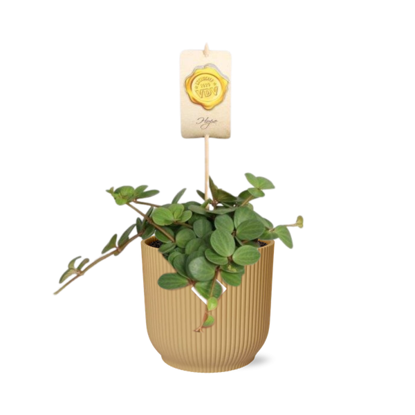 Peperomia &