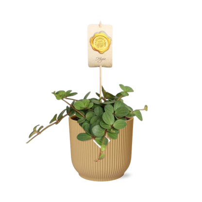 Peperomia &