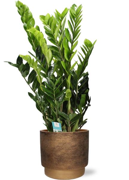 Zamioculcas Zamiifolia - Ø21cm - ↕95cm + Merel Pot D24x22cm - Goud