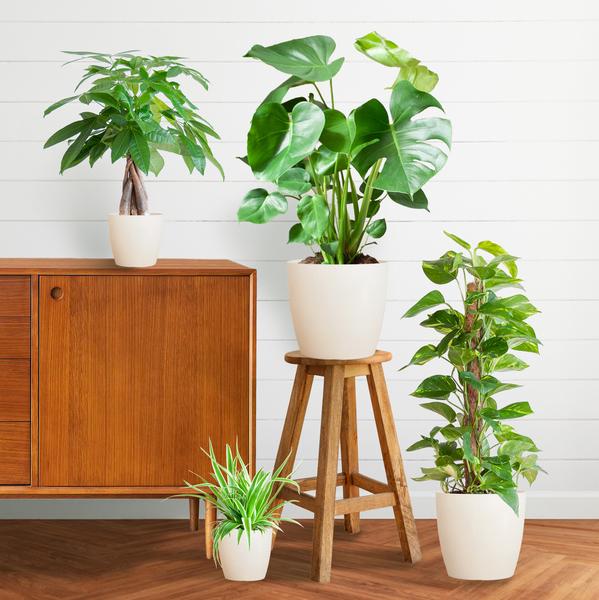 Easy care Plantenbox  4 sterke kamerplanten met vibers pot