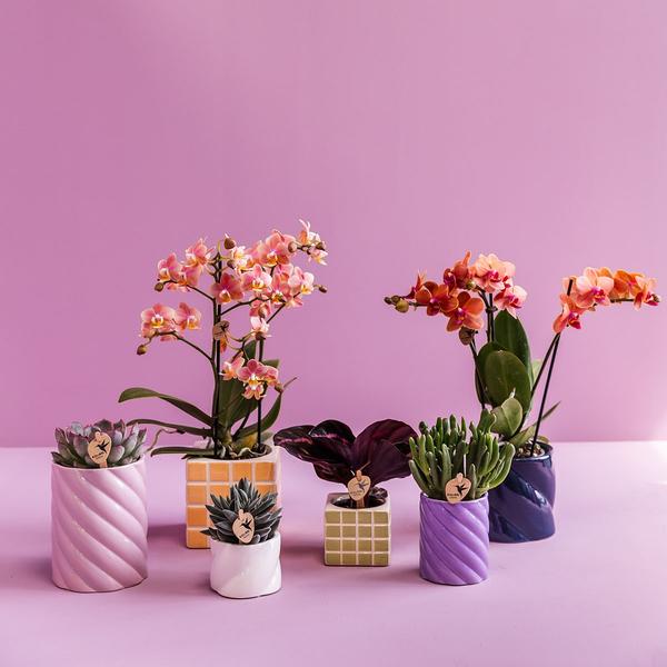 Candy sierpot hoog lilac 6 cm