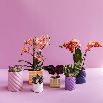 Candy sierpot hoog lilac 6 cm