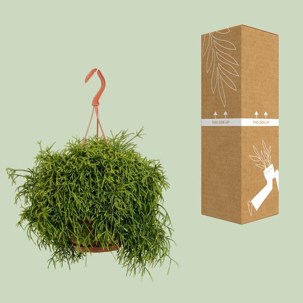 Rhipsalis Heteroclada - Ø21cm - ↕45cm